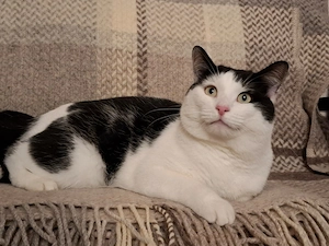 Wuschel Hudson verzaubert alle 