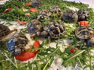 Landschildkröten 1, 5 Jahre Panther und Griechen  abzugeben 