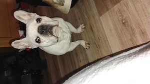 Bulldocke französische Lene 