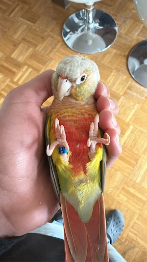 Molinasittiche- Papageien Pärchen