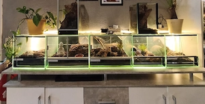 verschiedene Vogelspinnen 