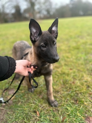 Reinrassige Malinois Welpe  "Malina " sucht erfahrenes Zuhause 
