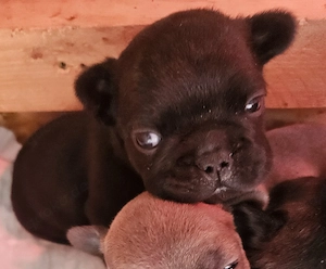 Ein Welpe, Rüde in Black  