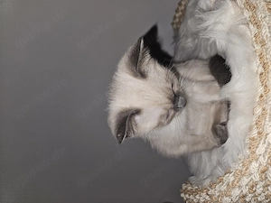 Siamkatze 6 Monate Jung