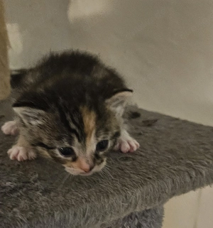 Kätzchen Babys 