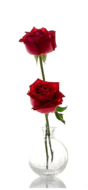 Honigfalle Frauenpaar gesucht, 