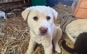 Ami wartet schon auf dich!