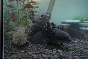 Axolotl suchen Dringend!!!