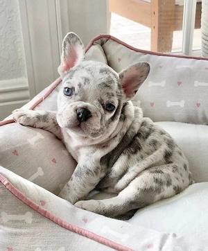 Bezaubernde Französische Bulldoggenwelpen abzugeben