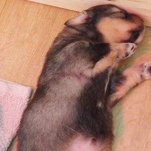 Welpen Mitte Mai abzugeben 