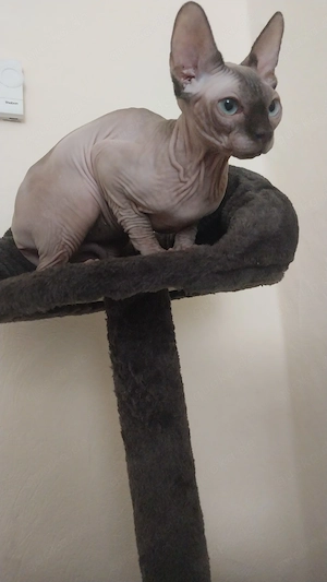 süße Sphynx Katze