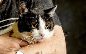 Finley - ruhiger Kater sucht Zuhause