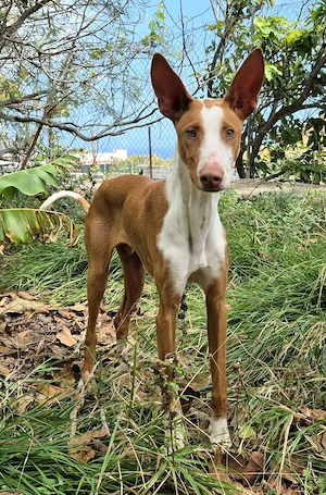 Bilbao - lebensfroher Podenco sucht sein Zuhause