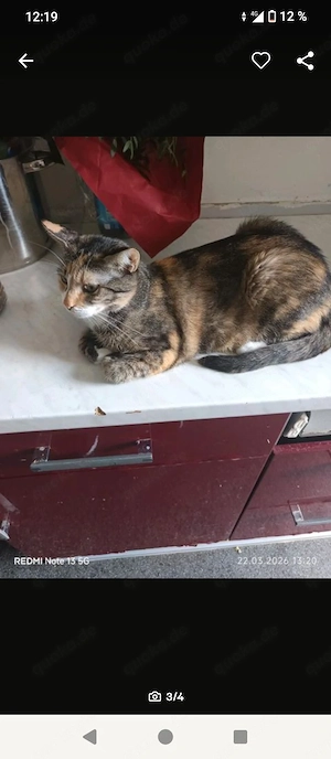 süße katze jahr alt