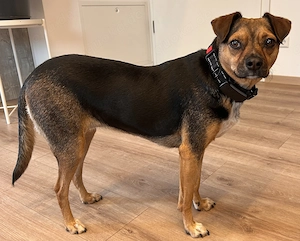 Canela - ruhige und verschmuste Mischlingshündin sucht ihre Familie