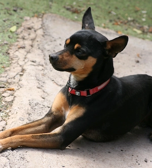 Misifú - Pinscher sucht sein Für-Immer-Körbchen Bild 4