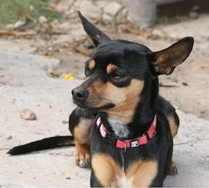 Misifú - Pinscher sucht sein Für-Immer-Körbchen Bild 2