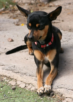Misifú - Pinscher sucht sein Für-Immer-Körbchen Bild 3