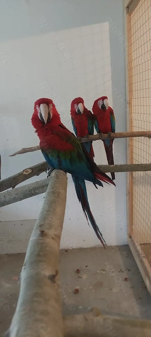 Dunkelrote aras Gelbbrust aras 