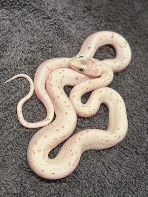 6 Kornnattern  Palmetto    Jungtiere von 2025 abzugeben