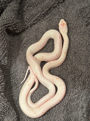 6 Kornnattern  Palmetto Bug Eyes    Jungtiere von 2025 abzugeben