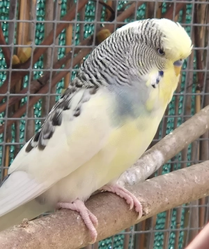 Wellensittich, Hahn, Halbstandart 