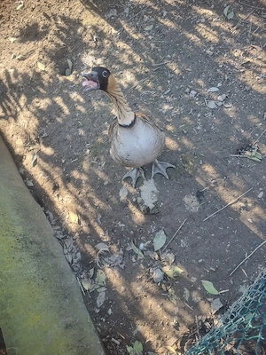 Hawaiigans Männchen zu verkaufen 