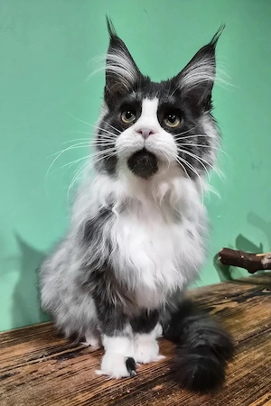 Hübscher, 5 Monate alter, flauschiger Kater   liebevoll, verspielt und kinderfreundlich! Sucht ein l