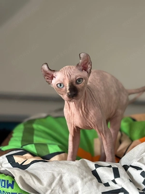  Elfen-Sphynx-Kitte mit  tasthaare