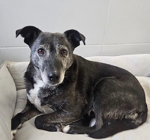 Blacky - freundlich, sehr menschenbezogen und verträglich