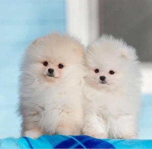 Wunderschöne Pomeranian Zwergspitz Welpen!!