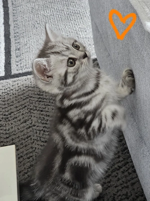 BKH Whiskas Kitten nur noch zwei 
