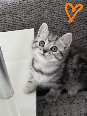 BKH Whiskas kitten nur noch zwei 