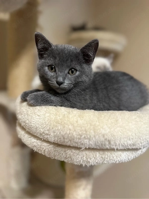 Wunderschöne Siam-BKH Kitten letze gebliben in grau(männlich)