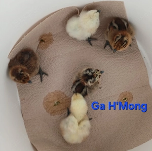 Ga H'Mong,  Dongxiang Lukedanji, Hühner bunt, Nackthals, Eintagsküken, Bruteier  Bild 7
