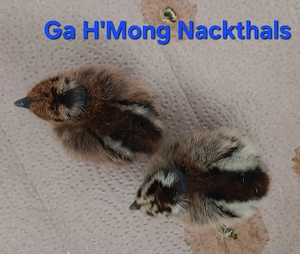 Ga H'Mong,  Dongxiang Lukedanji, Hühner bunt, Nackthals, Eintagsküken, Bruteier  Bild 6