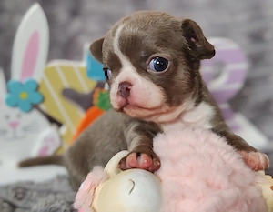 *Chihuahua Welpen mit Ahnentafel Körzucht*