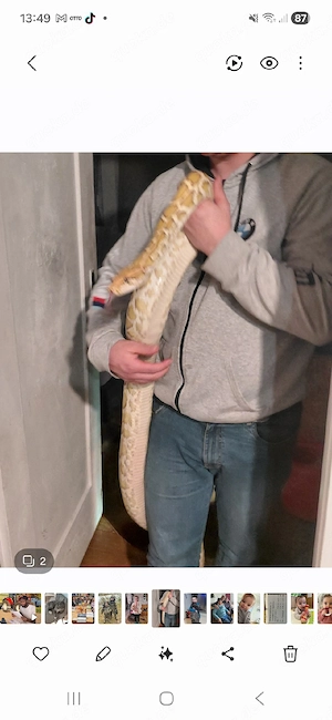 Tigerpiton  Männchen  Bild 3