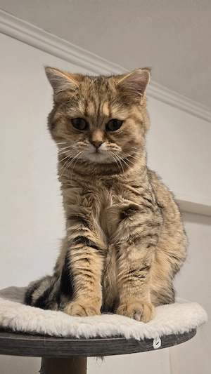 Eine Liebe BKH katze sucht eine Familie.  Bild 4