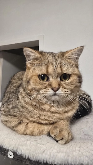 Eine Liebe BKH katze sucht eine Familie. 