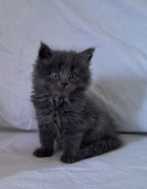 Zuckersüße Maine Coon x Ragdoll Mix Kitten 