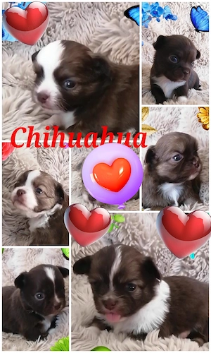 Chihuahua Welpen reinrassig 