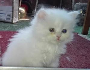 Reinrassige Perserkitten Perserbabys Perserkätzchen Perserkatze.