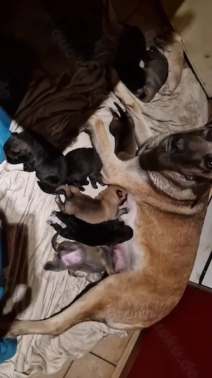 mischlingswelpen belgischer Schäferhund 