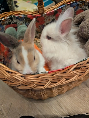 Zuckersüße Zwergkaninchenbabies, Löwenköpfchen, Teddyzwerge, Hasen abzugeben vor Ostern