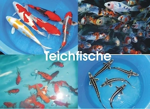 Teichfische - Koi - Besatzfische - Muscheln    Fischfarm Eske