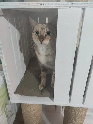 Liebe Kater in gute Hände abzugeben 