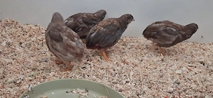 Chinesische Zwergwachteln 