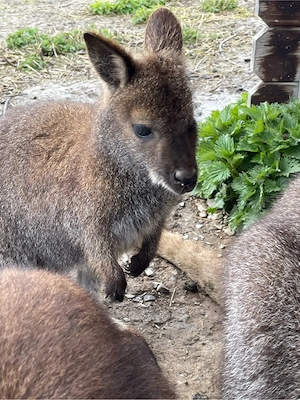 Wallaby Rotnackenkänguru