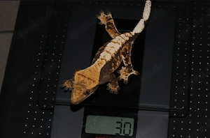 Kronnengecko 0.1.0 (weiblich)